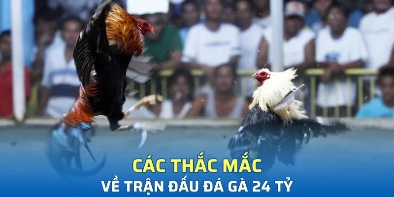 Các thắc mắc về trận đấu đá gà 24 tỷ