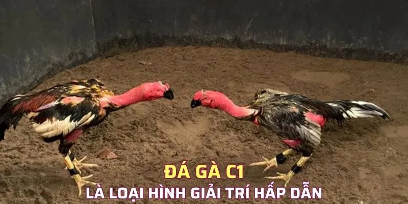 Đá gà C1 là loại hình giải trí hấp dẫn 