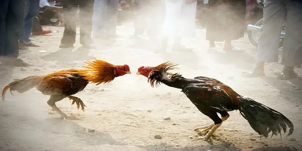 Tìm hiểu luật cược đá gà Campuchia trực tuyến