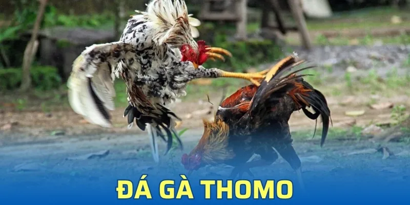 Đá Gà Thomo - Tận Hưởng Phút Giây Kịch Tính Ở Typhu88