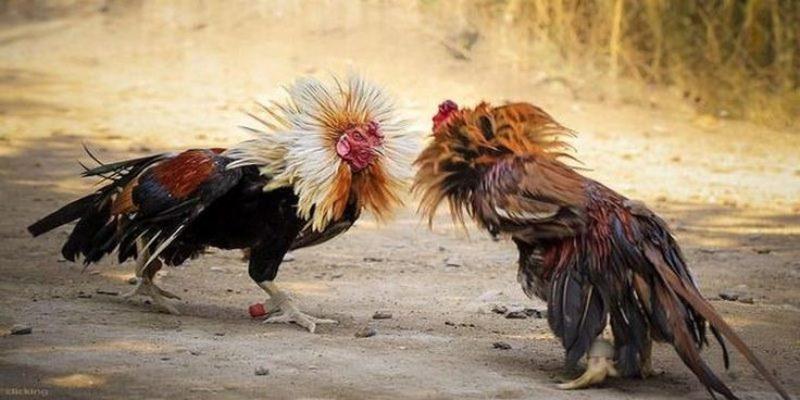 Chọn cửa cược đá gà Campuchia dễ thắng nhất